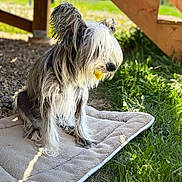 Howard Aka Howie is registered to the contest to win money with this photo: dog, small_dog, shaggy_dog, long_hair, beard, black_and_white, sitting, outdoors, grass, sunlight, wooden_structure, rustic, cushion, mat, garden, portrait, pet, fluffy, yellow_flower, natural_light