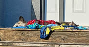 Howard Aka Howie joined the competition — help win amazing prizes! dog, cat, towel, wooden_deck, sunlight, outdoor, relaxing, red_sweater, animal, pet, door, wall, resting, colorful, feline, canine, summer, leisure, companion, warm
