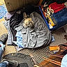 Howard Aka Howie is registered to the contest to win money with this photo: dog, clothing, blanket, floor, shoe, door, container, rope, mat, carpet, wood, fabric, indoor, pet, cozy, pile, casual, footwear, yellow_hair_tie, resting