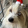 adorable, animal, black_nose, brown, close_up, cute, dog, ears, face, fluffy, furry, heterochromatic_eyes, holiday, indoor, looking_away, pet, portrait, santa_hat, white, window