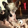 animal, blanket, blue_eyes, comfort, cozy, cute, dog, ears, fluffy_fur, fur_pattern, home, indoor, nose, pet, plush_toy, relaxed, shadow, sunlight, toy, wooden_floor