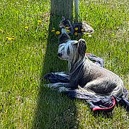 Howard Aka Howie joined the competition — help win amazing prizes! dog, cat, grass, outdoor, sunlight, dandelion, wooden_post, jacket, relaxing, animal, pet, nature, greenery, daylight, field, mammal, resting, summer, flora, peaceful
