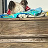 Howard Aka Howie joined the competition — help win amazing prizes! dog, towel, wood, outdoor, pet, animal, ears, resting, colorful, sunlight, fur, wooden_surface, background, daylight, domestic_animal, canine, relaxed, texture, closeup, hiding