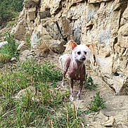 Peanut is registered to the contest to win money with this photo: dog, hairless_dog, outdoor, rocky_cliff, grass, sand, nature, pet, animal, canine, wildlife, sunlight, daytime, desert, plant, scrub, fur, alert, standing, landscape
