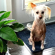 Peanut joined the competition — help win amazing prizes! animal, canine, curious, decor, dog, ears, fur, hair, home, indoor, light, mat, pet, plant, portrait, room, shadow, sitting, window, wood_floor
