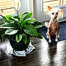 Peanut is registered to the contest to win money with this photo: dog, indoor, plant, potted_plant, flower, window, wooden_floor, mat, small_dog, hairy, curious, pet, home, green_leaves, natural_light, flooring, houseplant, domestic, animal, quiet