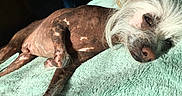 Peanut is registered to the contest to win money with this photo: animal, blanket, close_up, cozy, dog, domestic, fluffy_hair, fur, hairless, indoor, lying_down, mint_green, nose, paw, pet, relaxed, resting, shadow, sleepy, sunlight