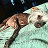 Peanut is registered to the contest to win money with this photo: dog, hairless, fluffy_hair, lying_down, blanket, mint_green, sunlight, indoor, relaxed, sleepy, pet, animal, paw, nose, fur, close_up, resting, cozy, domestic, shadow