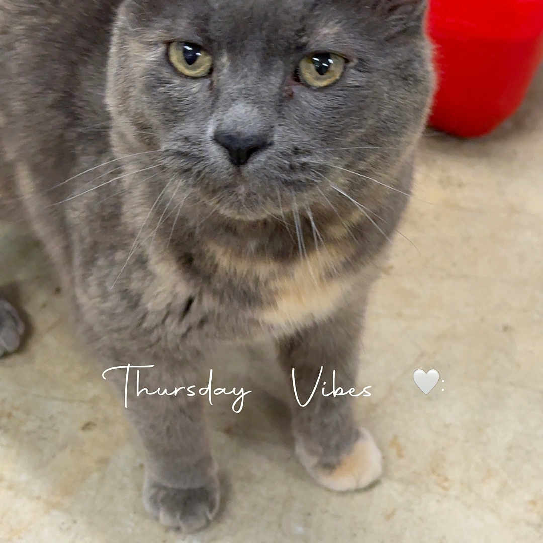 Princess Peach joined the competition — help win amazing prizes! cat, grey_cat, pet, animal, indoor, concrete_floor, red_object, fur, whiskers, ears, eyes, standing, looking_up, close_up, cute, domestic_cat, floor, mammal, portrait, feline