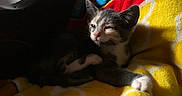 Bing Bing is registered to the contest to win money with this photo: animal, blanket, cat, cozy, cute, cute_animal, domestic, feline, fur, indoor, kitten, paw, pet, red, relaxed, resting, sleepy, small, yellow, young