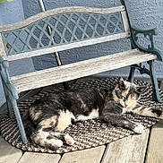 Bing Bing joined the competition — help win amazing prizes! cat, sleeping_cat, cat_face, bench, weathered_bench, rug, woven_rug, porch, wooden_deck, paws, fur, relaxed, nap, sunlit, pet, whiskers, cozy, textured_wall, ornate_metal, pattern