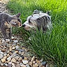 Bing Bing is registered to the contest to win money with this photo: animal_interaction, cat, close_up, curious, dog, fluffy_dog, fur, grass, greenery, grey_cat, ground, nature, nose_to_nose, outdoor, peaceful, pebbles, pets, playful, small_dog, sunlight