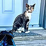 animal, calico_cat, cat, door, doormat, entrance, footwear, front_paws, gaze, laces, nike_sb, outdoor, pet, porch, shoe, sitting, sneakers, texture, whiskers, wooden_floor