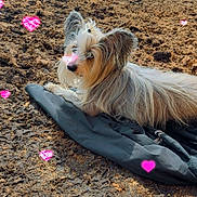 Howard Hawkeye is registered to the contest to win money with this photo: animal, canine, cute, daytime, dog, ears, fence, field, fluffy, grass, heart_overlay, jacket, lying_down, muddy_ground, nature, outdoor, pet, relaxing, sunlight, trees