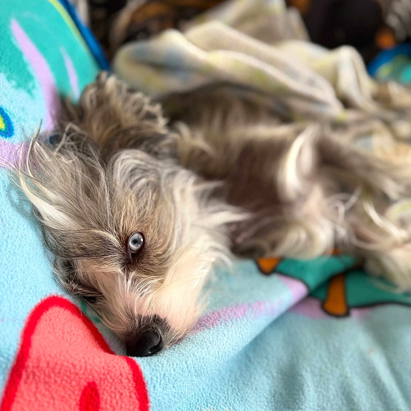 Howard Hawkeye joined the competition — help win amazing prizes! blanket, blue_blanket, bokeh, closeup, colorful_pattern, cozy, dog, domestic, eye, fabric, fur, fur_texture, nose, pet, portrait, resting, sleeping, small_dog, soft_focus, whiskers