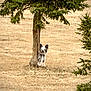 dog, tree, field, grass, evergreen_tree, brown_grass, rural, fence, post, bark, ears, small_dog, curious, peeking, nature, outdoor, lonely, portrait, centered_subject, distant