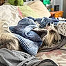 Howard Hawkeye is registered to the contest to win money with this photo: bed, beige, blanket, comfort, cozy, cute, dog, domestic, fabric, fur, gray, indoor, knitted, pet, pillow, relaxation, resting, sleepy, soft, striped