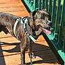 animal, bridge, brindle, canine, daylight, dog, green, happy, harness, leash, metal, nature, outdoor, pet, portrait, shadow, sunlight, tongue, walking, wood