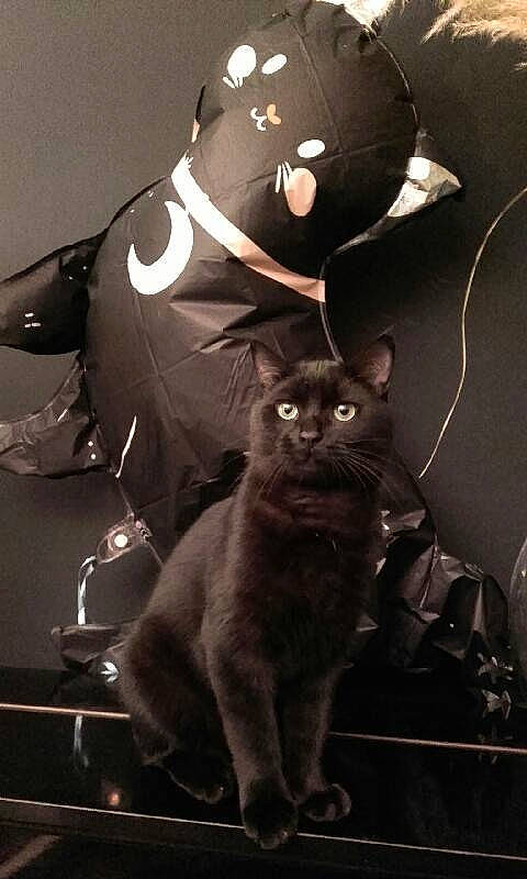 Bibou participe au concours pour gagner de l'argent avec cette photo : audio_equipment, black_cat, carnivore, cat, darkness, domestic_short_haired_cat, eyewear, felidae, fictional_character, flash_photography, fur, grey, monochrome, monochrome_photography, personal_protective_equipment, small_to_medium_sized_cats, style, t_shirt, tail, whiskers