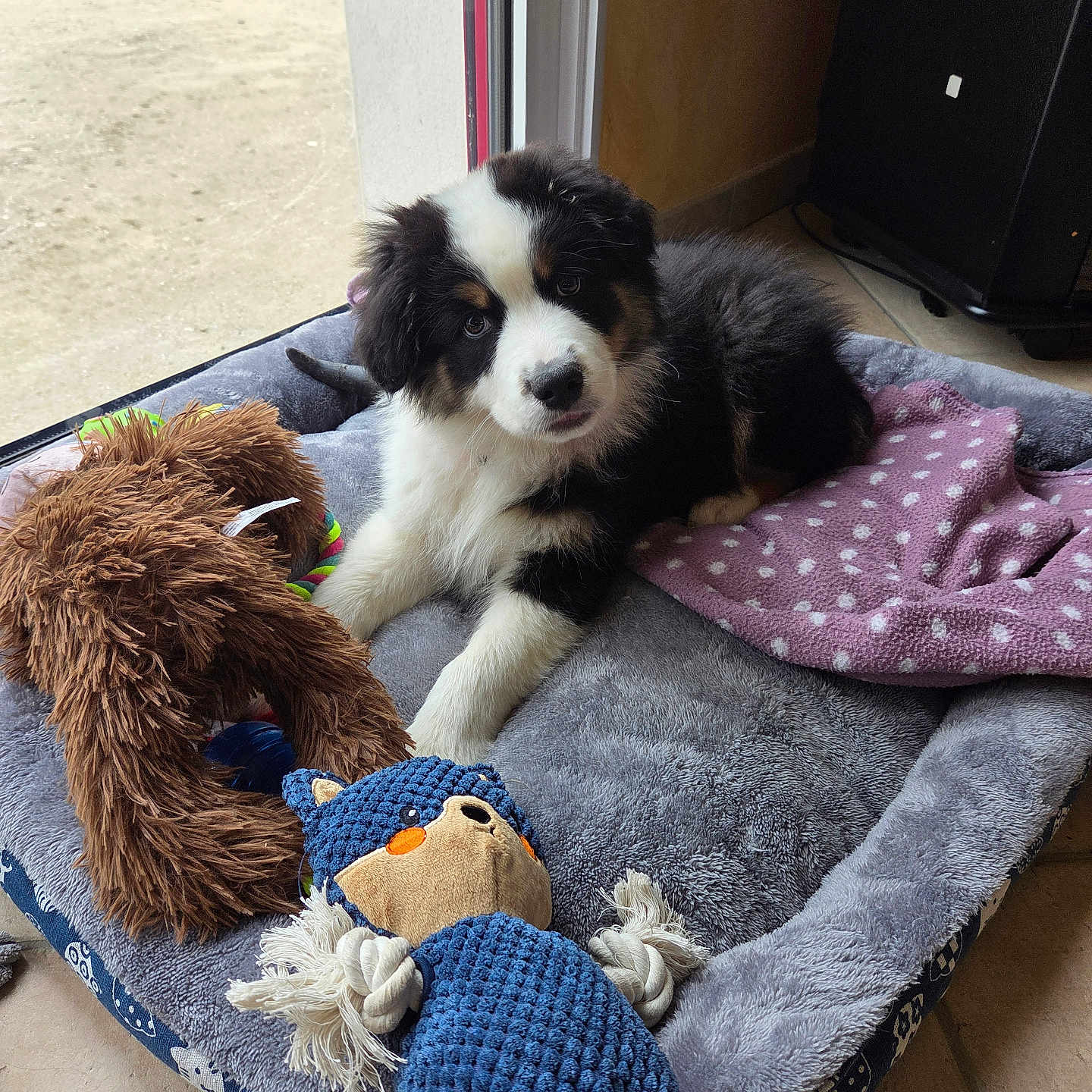 Wall-E participe au concours pour gagner de l'argent avec cette photo : animal, blanket, canine, cat, cockerspaniel, collie, couch, cushion, dog, furniture, homedecor, hound, person, pet, plush, poodle, puppy, sleeping, terrier, toy