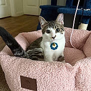 Sheila joined the competition — help win amazing prizes! cat, kitten, pet, pink_bed, collar_tag, indoor, hardwood_floor, cat_tree, tail, whiskers, ears, big_eyes, looking_at_camera, cozy, plush, living_room, furniture, portrait, cute, tabby