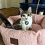 cat, kitten, pet, pink_bed, collar_tag, indoor, hardwood_floor, cat_tree, tail, whiskers, ears, big_eyes, looking_at_camera, cozy, plush, living_room, furniture, portrait, cute, tabby