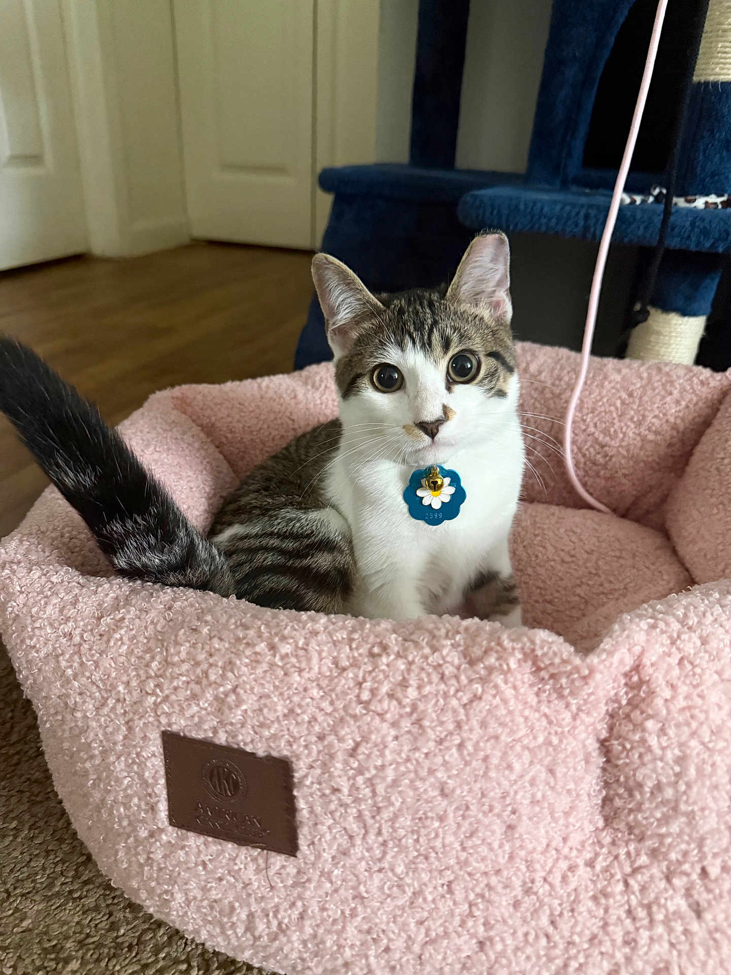 Sheila joined the competition — help win amazing prizes! cat, kitten, pet, pink_bed, collar_tag, indoor, hardwood_floor, cat_tree, tail, whiskers, ears, big_eyes, looking_at_camera, cozy, plush, living_room, furniture, portrait, cute, tabby