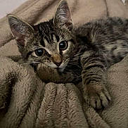Winnie Pooh is registered to the contest to win money with this photo: cat, kitten, tabby, pet, animal, feline, cute, relaxing, blanket, soft, fur, whiskers, paw, indoors, cozy, resting, closeup, sleepy, young, laying