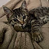 cat, kitten, tabby, pet, animal, feline, cute, relaxing, blanket, soft, fur, whiskers, paw, indoors, cozy, resting, closeup, sleepy, young, laying