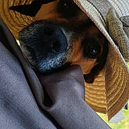 Taïga participe au concours pour gagner de l'argent avec cette photo : animal, beagle, bonnet, canine, cap, clothing, countryside, cowboyhat, dog, hat, hound, knitwear, nature, outdoors, person, pet, puppy, straw, sunhat, sweater