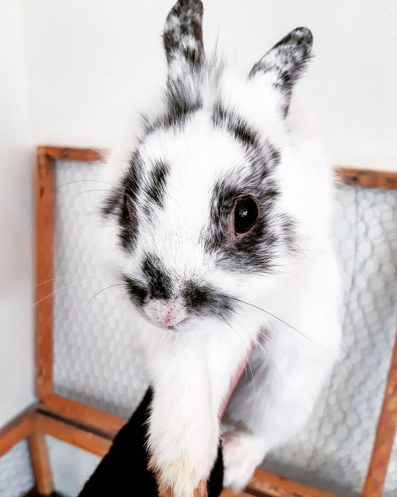 Olaf participe au concours pour gagner de l'argent avec cette photo : domestic_rabbit, ear, hare, mammal, rabbit, rabbits_and_hares, snout, whiskers
