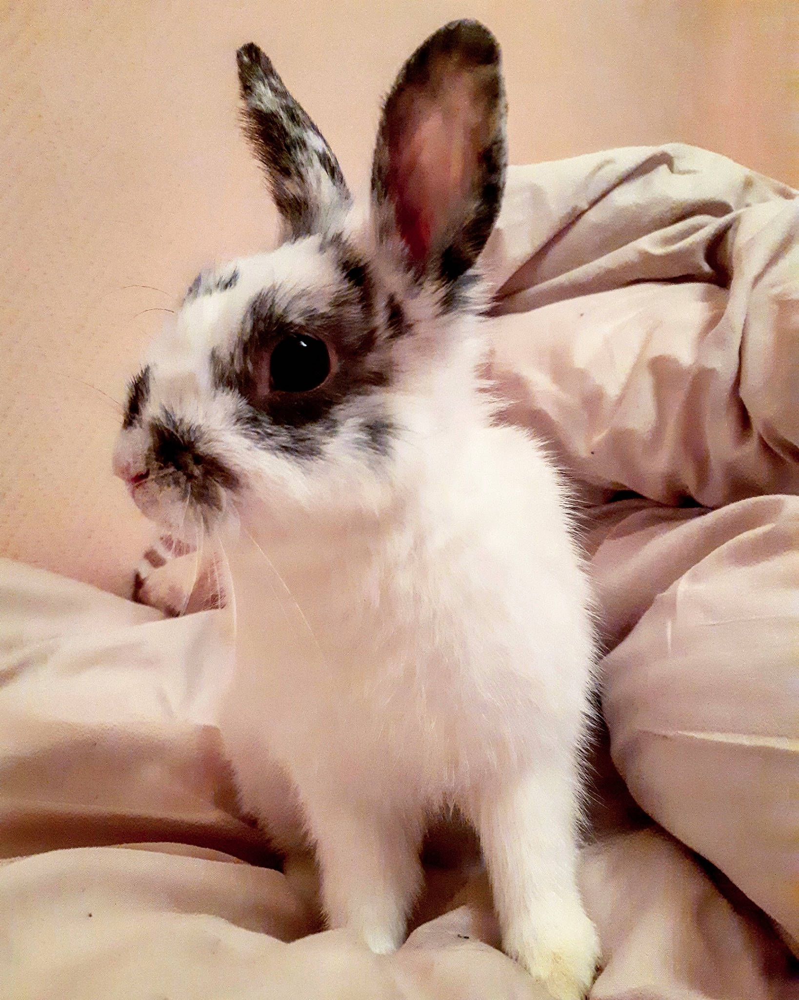 Olaf participe au concours pour gagner de l'argent avec cette photo : domestic_rabbit, ear, hare, mammal, organism, rabbit, rabbits_and_hares, snout, vertebrate, whiskers