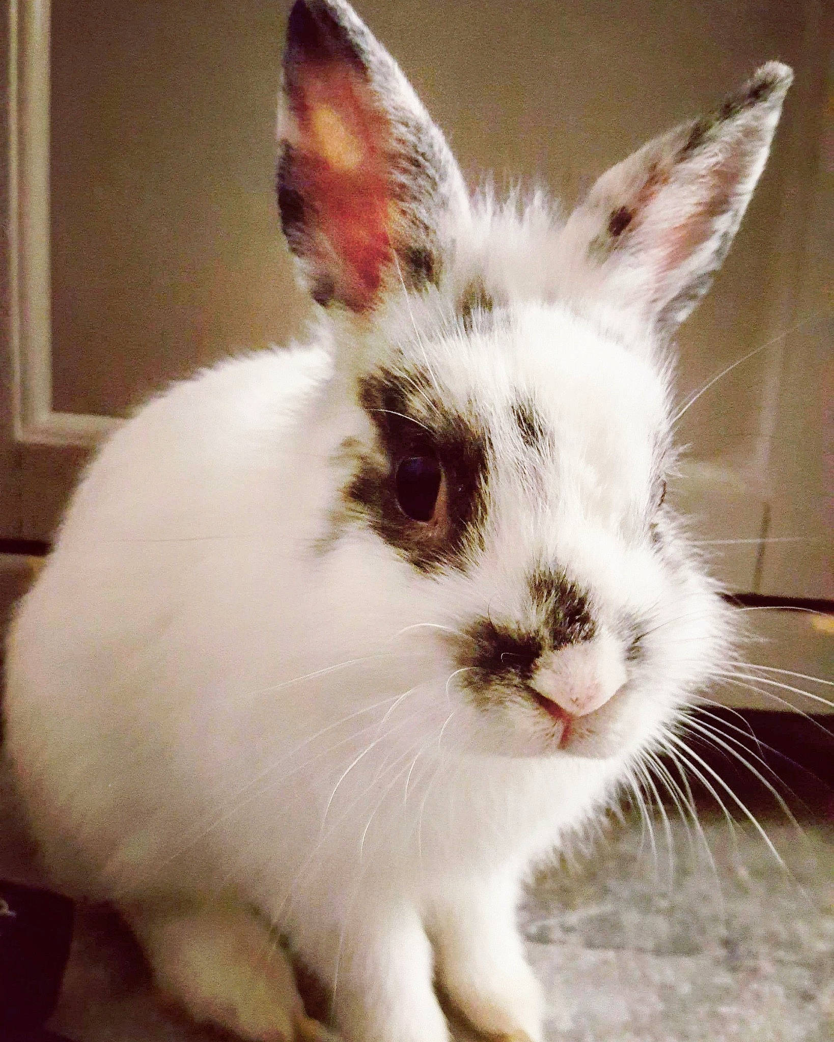 Olaf participe au concours pour gagner de l'argent avec cette photo : domestic_rabbit, ear, fawn, hare, mammal, organism, rabbit, rabbits_and_hares, snout, vertebrate, whiskers, wildlife