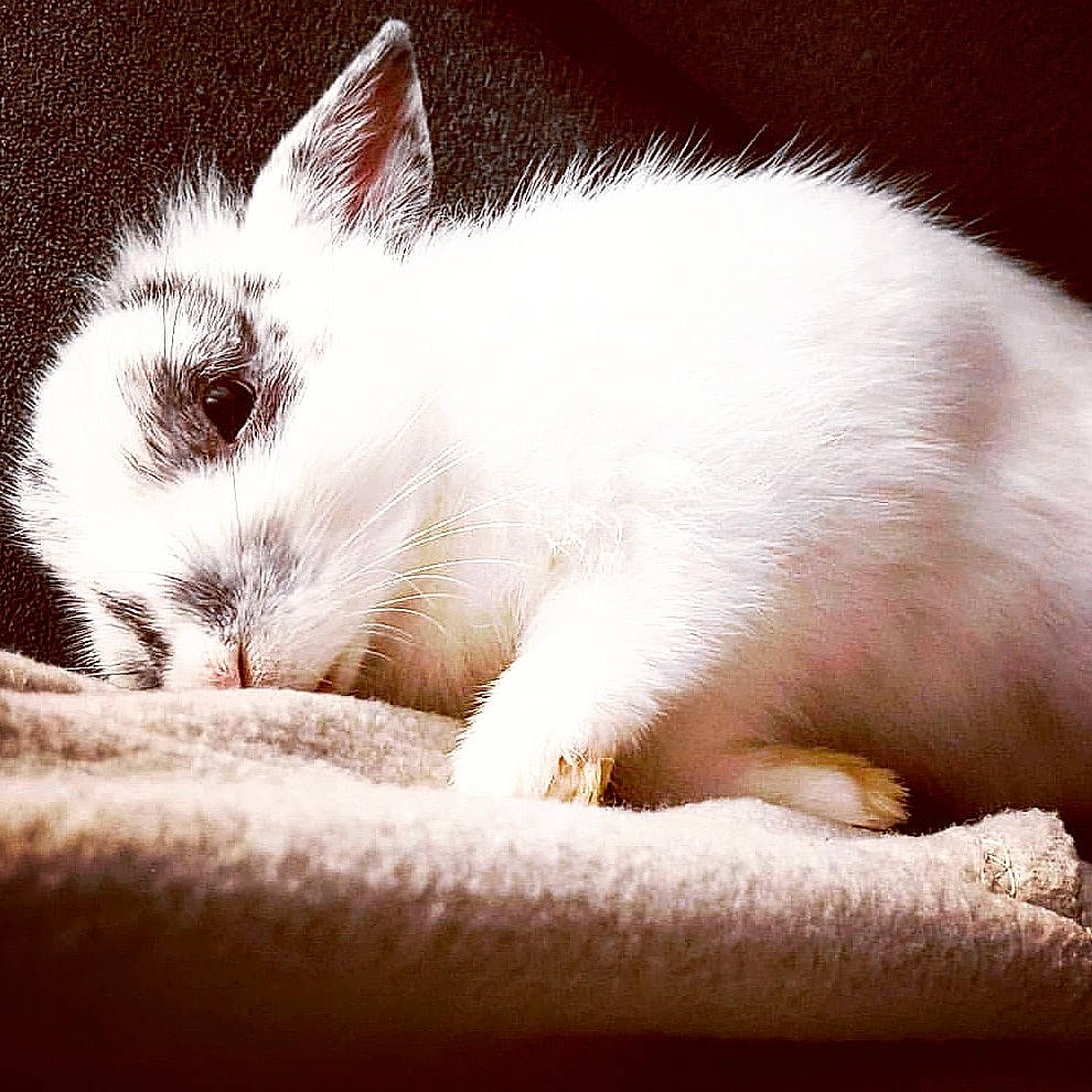 Olaf a rejoint le concours — aidez-le/la à gagner de superbes lots ! cat, cloud, domestic_rabbit, ear, eye, felidae, fur, kitten, nap, nose, paw, rabbit, rabbits_and_hares, skin, sky, sleep, small_to_medium_sized_cats, snout, turkish_angora, whiskers