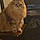 Sir Fawks