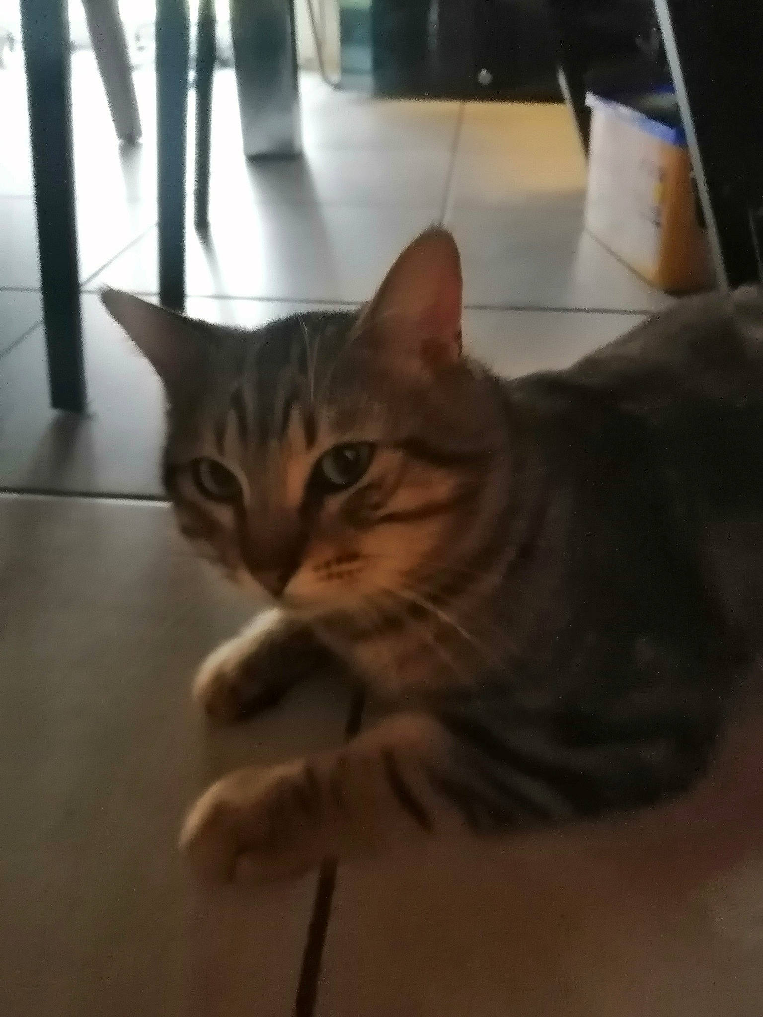 Renardeau a rejoint le concours — aidez-le/la à gagner de superbes lots ! carnivore, cat, comfort, domestic_short_haired_cat, door, fawn, felidae, flooring, fur, hardwood, houseplant, metal, paw, room, small_to_medium_sized_cats, tail, whiskers, wood