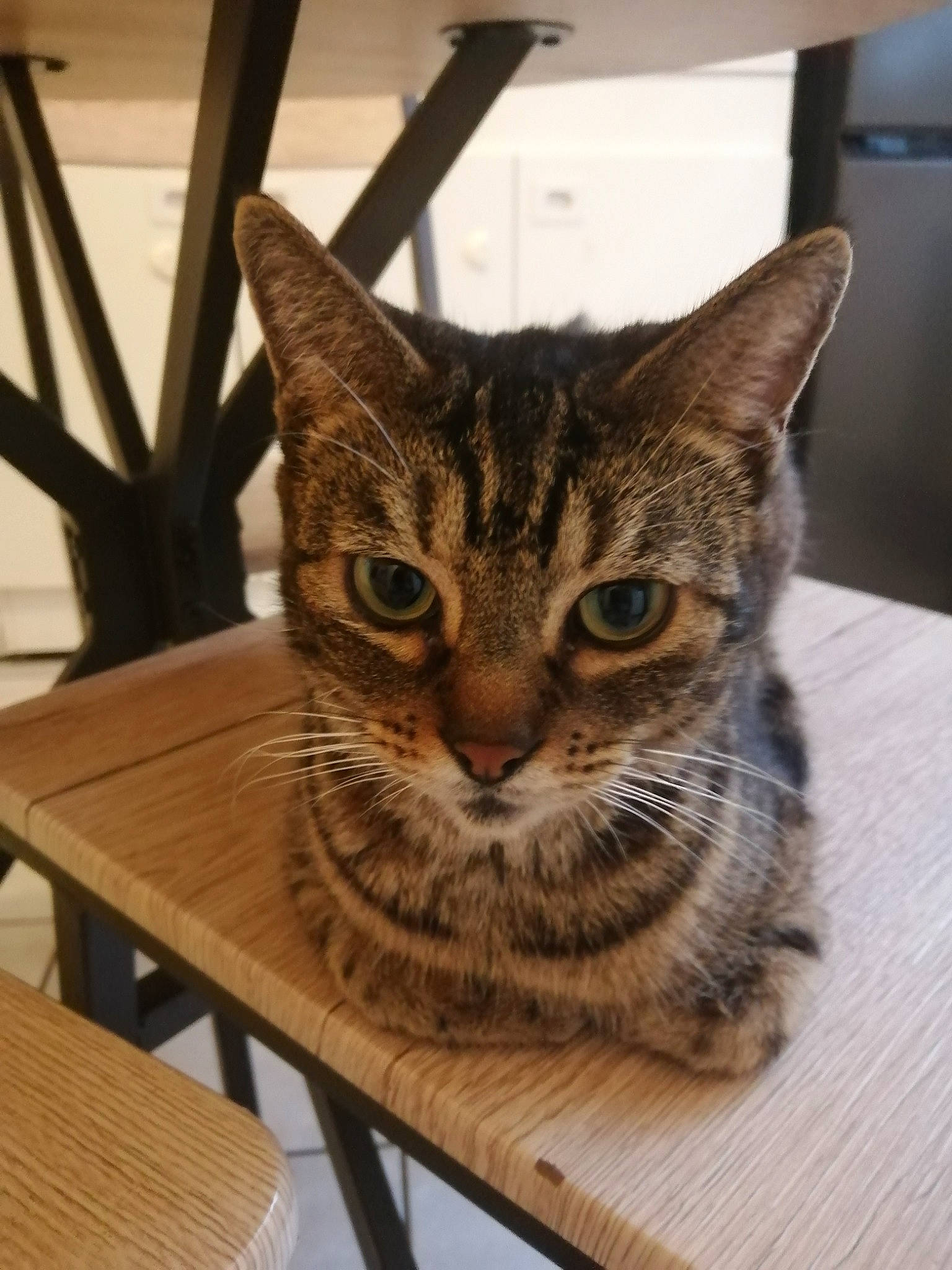 Mimi a rejoint le concours — aidez-le/la à gagner de superbes lots ! carnivore, cat, chair, domestic_short_haired_cat, felidae, flooring, fur, hardwood, metal, outdoor_furniture, plywood, sitting, small_to_medium_sized_cats, snout, table, tail, terrestrial_animal, whiskers, wood, wood_stain