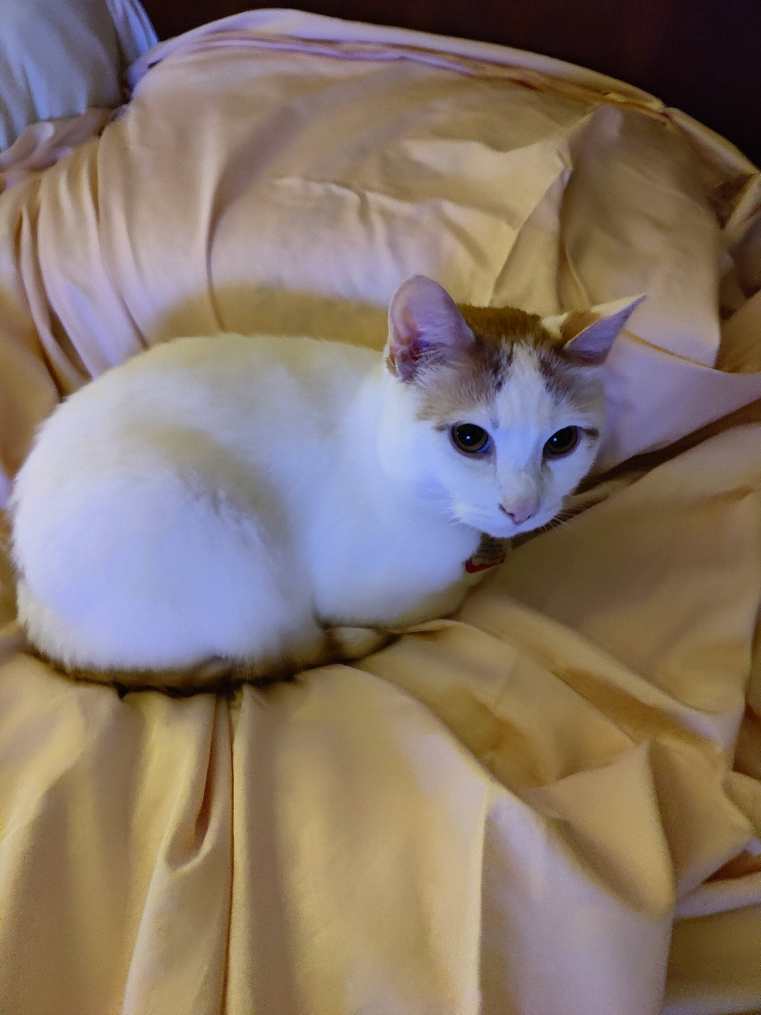 Leo is registered to the contest to win money with this photo: bedding, carnivore, cat, comfort, domestic_short_haired_cat, fawn, felidae, fur, linens, small_to_medium_sized_cats, snout, tail, whiskers, wood