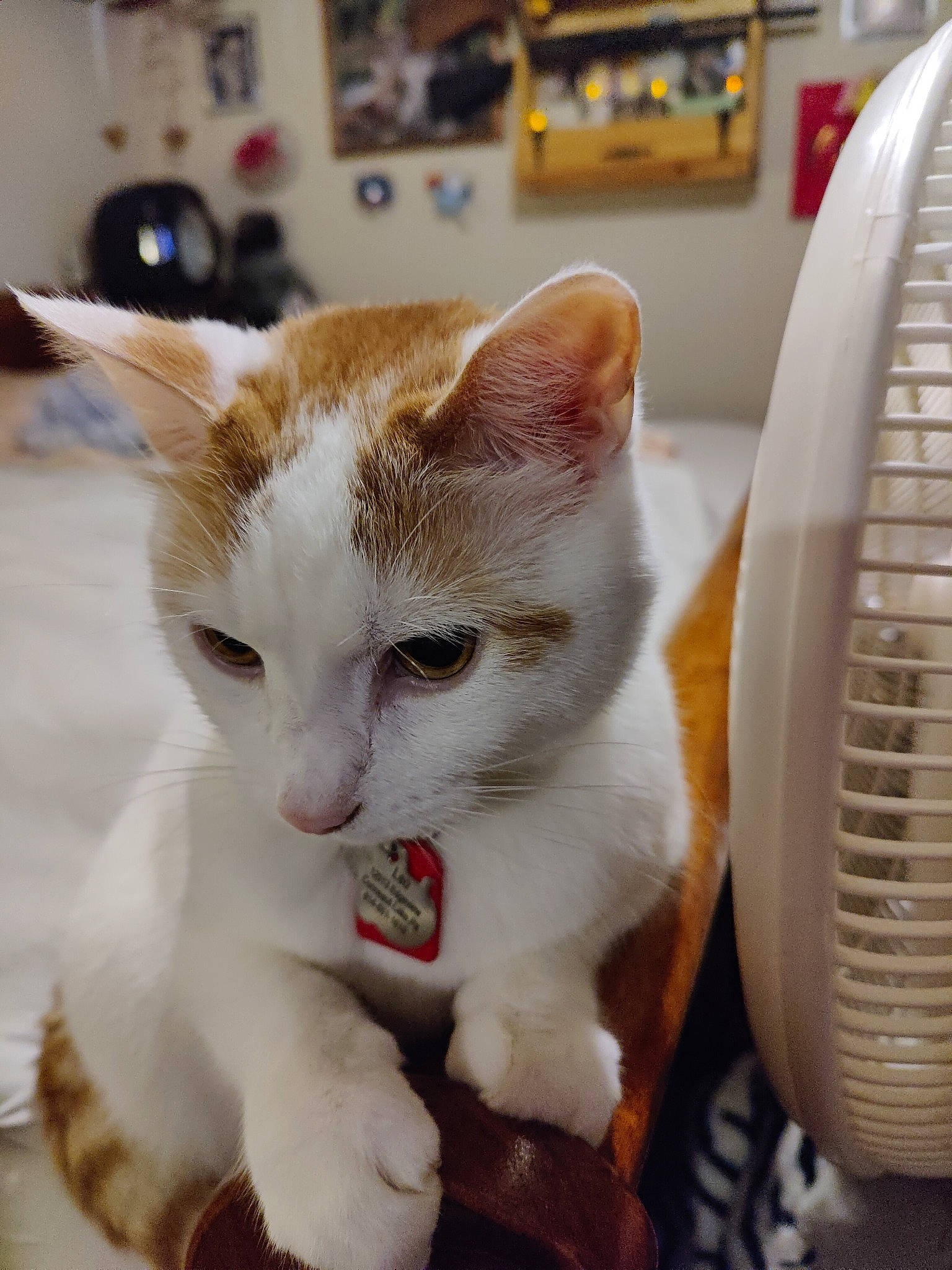 Leo is registered to the contest to win money with this photo: carnivore, cat, claw, collar, domestic_short_haired_cat, fawn, felidae, fur, paw, small_to_medium_sized_cats, tail, whiskers