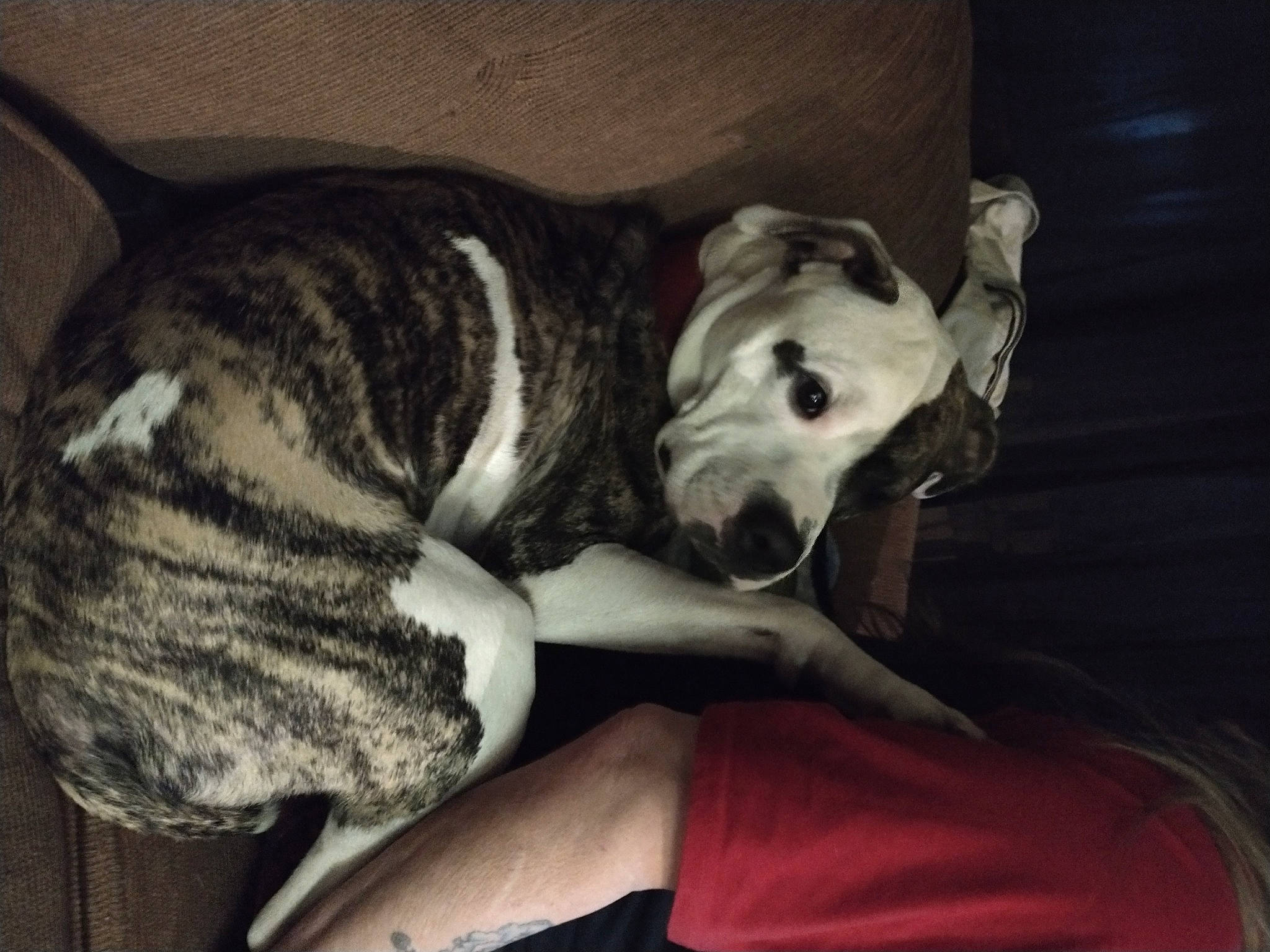 Saint is registered to the contest to win money with this photo: canidae, carnivore, comfort, companion_dog, dalmatian, dog, dog_breed, fawn, fur, grey, guard_dog, jaw, paw, sleep, snout, sporting_group, tail, terrestrial_animal, whiskers, working_dog