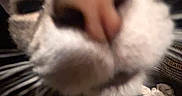 Strike is registered to the contest to win money with this photo: cat, kitten, feline, white_fur, gray_fur, pink_nose, close_up, portrait, whiskers, eyes, ears, paws, sleepy, cute, indoor, dark_background, soft_fur, animal, pet, funny_expression