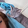 Strike joined the competition — help win amazing prizes! cat, gray_cat, sleeping, sleepy, pet, animal, kitten, fur, whiskers, ears, paw, blanket, blue_blanket, bed, cozy, indoors, portrait, close_up, human, snuggling