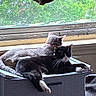 Strike is registered to the contest to win money with this photo: cats, tuxedo_cat, tabby_cat, multiple_cats, sleeping, lounging, relaxed, indoor, window, sunlight, trees, curtain, furniture, storage_bin, white_paws, whiskers, feline, pet, cozy, funny_pose