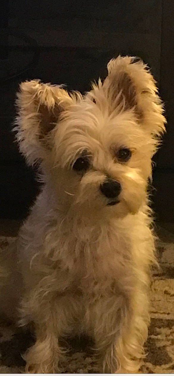 Axl Rose is registered to the contest to win money with this photo: biewer_terrier, canidae, carnivore, companion_dog, dog, dog_breed, dog_supply, eye, fur, head, maltepoo, non_sporting_group, small_terrier, snout, sporting_group, terrestrial_animal, terrier, toy_dog, working_animal