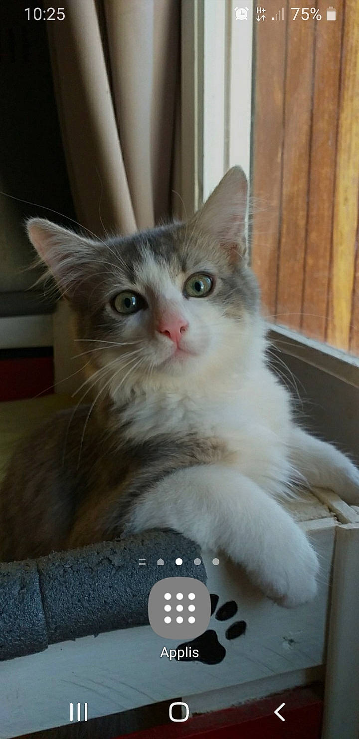 Bela a rejoint le concours — aidez-le/la à gagner de superbes lots ! box, carnivore, cat, claw, domestic_short_haired_cat, eye, fawn, felidae, fur, paw, sitting, small_to_medium_sized_cats, snout, tail, terrestrial_animal, whiskers, wood