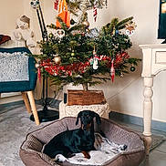 Lily participe au concours pour gagner de l'argent avec cette photo : black, brown, chair, christmas_tree, cozy, dachshund, decorations, dog_bed, floor_lamp, holiday, indoor, living_room, ornaments, pet, pillow, plush_toy, relaxed, rug, side_table, tinsel