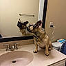 dog, french_bulldog, bathroom, mirror, reflection, countertop, sink, vanity, faucet, toilet, pet, collar, chain, pendant, boss, sitting, indoors, portrait, tan_coat, funny