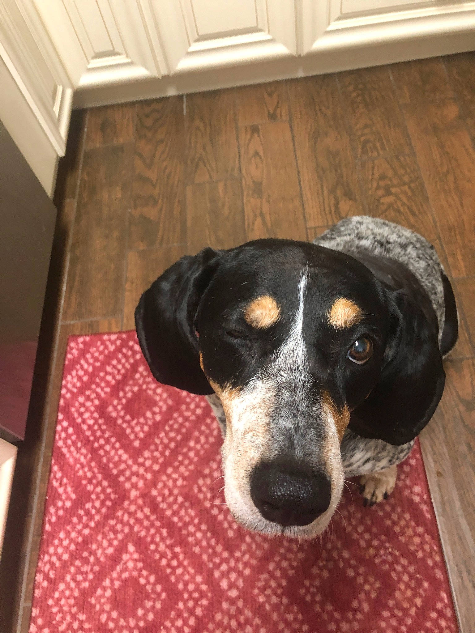 Annabelle is registered to the contest to win money with this photo: beagador, bluetick_coonhound, braque_dauvergne, canidae, carnivore, coonhound, dog, dog_breed, english_coonhound, floor, flooring, grand_bleu_de_gascogne, hound, hunting_dog, mammal, pointer, snout, sporting_group, treeing_walker_coonhound, vertebrate