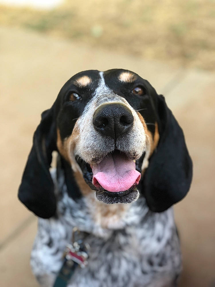 Annabelle is registered to the contest to win money with this photo: basset_artesien_normand, basset_bleu_de_gascogne, bluetick_coonhound, canidae, carnivore, coonhound, dog, dog_breed, english_coonhound, grand_bleu_de_gascogne, hound, hunting_dog, mammal, rare_breed_dog, snout, sporting_group, tongue, treeing_walker_coonhound, vertebrate
