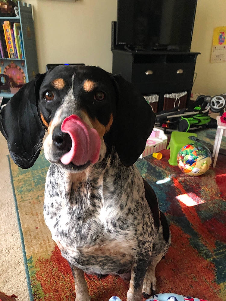 Annabelle is registered to the contest to win money with this photo: basset_bleu_de_gascogne, black_and_tan_coonhound, bluetick_coonhound, braque_dauvergne, canidae, carnivore, coonhound, dog, dog_breed, english_coonhound, grand_bleu_de_gascogne, hound, hunting_dog, mammal, pointer, rare_breed_dog, snout, sporting_group, treeing_walker_coonhound, vertebrate